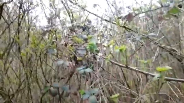 Budding Lilac Bush PopnDrop смотреть онлайн