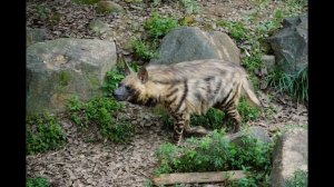 Полосатая гиена из Красной книги.