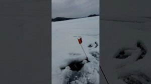 Ice fishing New Years Day. HUGE NORTHERN PIKE!!