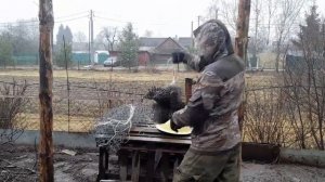 что делать если курица не несётся!!!