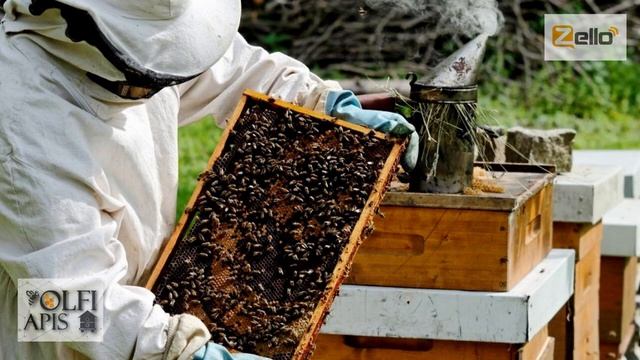 #Кашковский В. Г. Что заставляет пчел менять вид деятельности ? смотреть онлайн