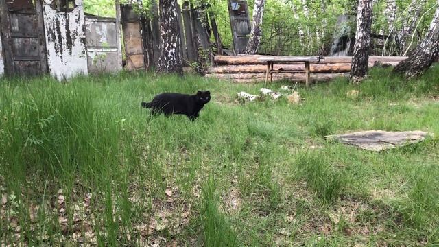 Птенец выпал из гнезда смотреть онлайн