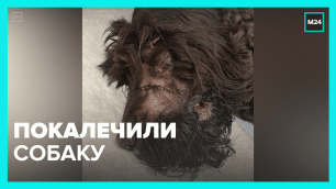 Покалечили собаку — Москва 24