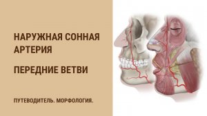 Наружная сонная артерия. Передние ветви