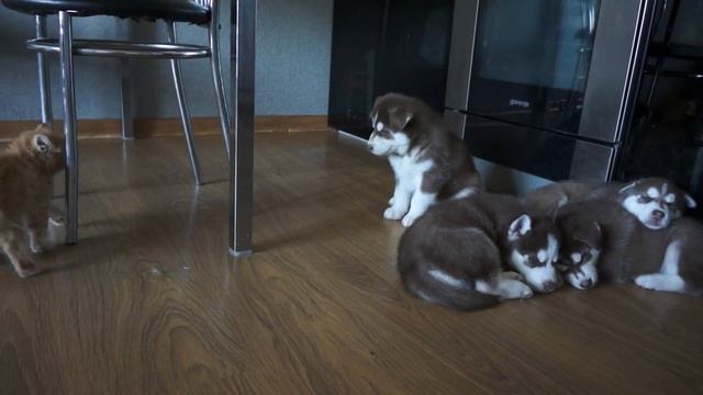 Щенки Хаски и котёнок. смотреть онлайн