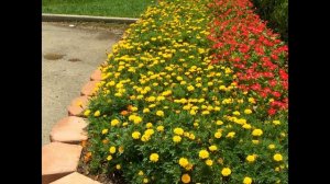 Бархатцы отклоненные (Tagetes patula)