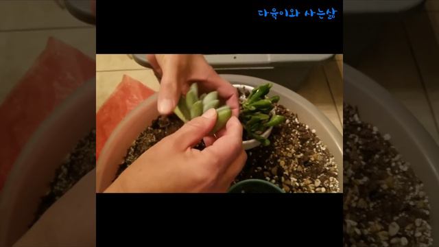 블루빈스 분갈이하기 смотреть онлайн