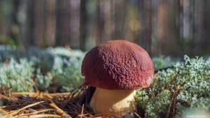 Фото белых грибов и боровиков. Грибы Костромской области, сентябрь 2018. Релакс под спокойную музыку