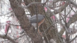 Ястреб-перепелятник обедает