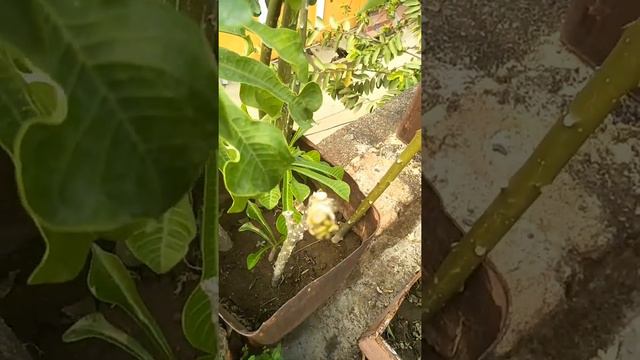 How to Grow and Care Nag Champa /  Plumeria Pudica /  bridal bouquet ll  नाग चंपा ll