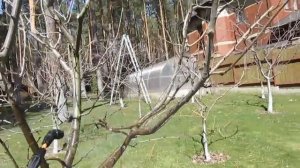 ВЕСЕННЯЯ ОБРАБОТКА САДА. Чем обработать сад весной.