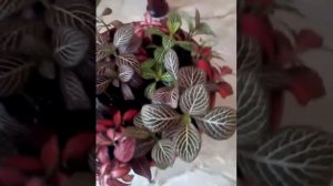 Пересадка фитонии.Мои любимые цветочки.💐💐💐