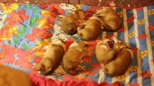 Щенки колли - 12 дней. Вверху три девочки, внизу четыре кобелька