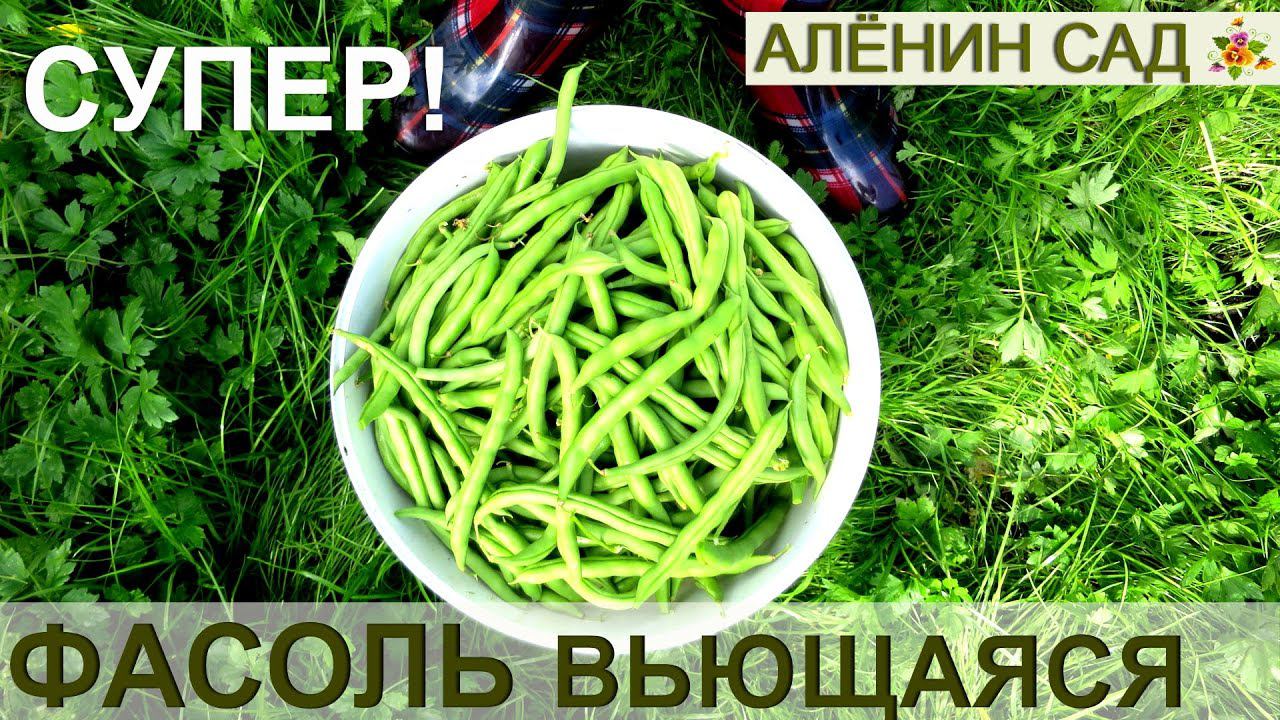 ФАСОЛЬ СПАРЖЕВАЯ, СТРУЧКОВАЯ, ВЬЮЩАЯСЯ, ФРАНЦУЗСКАЯ... СУПЕР-РАСТЕНИЕ ДЛЯ ВСЕХ!!!