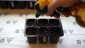 Выращивание сладкого перца из магазинного