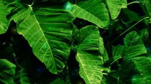 Медитация Хоопонопоно?Мощная древняя практика очистки от обиды, обвинений, гнева, вины и стыда ?