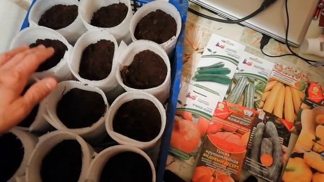 Выращиваю рассаду КАБАЧКОВ и ТЫКВЫ. Ранний урожай обеспечен!