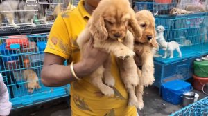 Galiff Street Pet Market Kolkata | dog market in kolkata | Dog Price | Gallif street kolkata | Dog