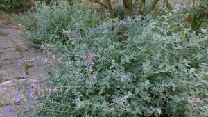 ЛАВАНДА  ?  КОТОВНИК    —   лучшие сорта моего сада...