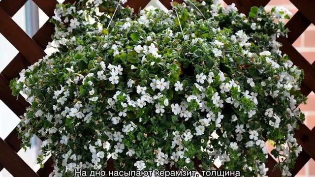 Ампельные растения для дома и балкона