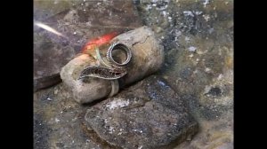 КАК Я ДЕЛАЮ ФИЛИГРАННОЕ КОЛЬЦО | изготовление филигранного кольца из серебра с хризопразом| кольцо|