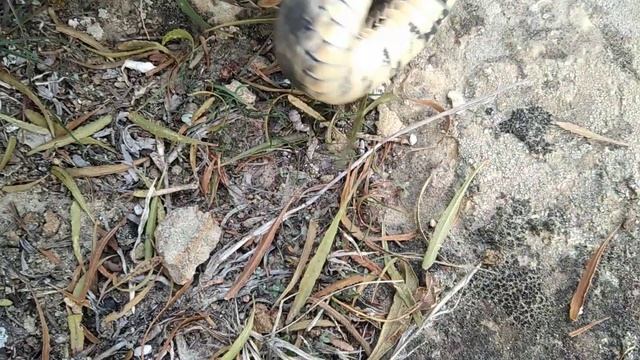 Водяной уж (Natrix tessellata) в предгорьях Дагестана смотреть онлайн