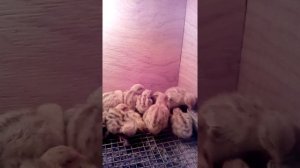 Суточные перепела Феникс и Эстонцы