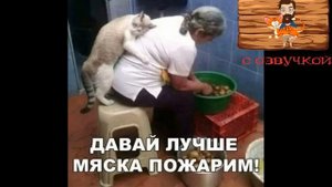ПРИКОЛЫ С КОТАМИ! САМАЯ СМЕШНАЯ ОЗВУЧКА ЖИВОТНЫХ! СМЕШНЫЕ КОТЫ ДО СЛЁЗ!