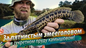 ЗМЕЕГОЛОВЫ ВЫПРЫГИВАЮТ из воды как щуки! Секретный пруд, редкий вид змееголова. Рыбалка на Тайване.