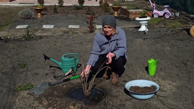 Как сажать гортензию