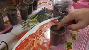 Выращивание из семян /Альбиция и Сакура