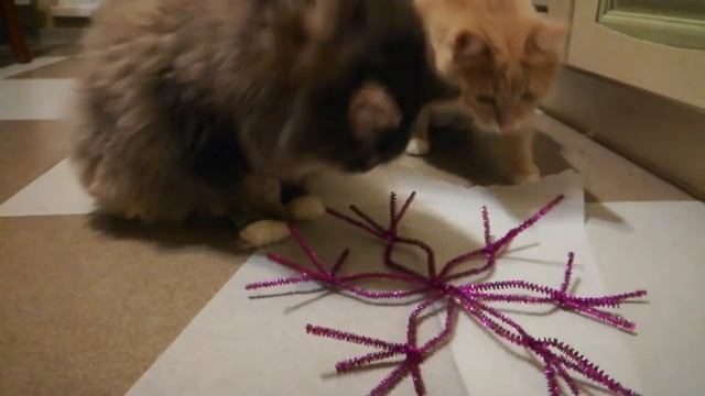 Мы ждём весну - стих. (Маргарита Ф. и Жанна Кочарян (2012 год), кошки с улицы смотреть онлайн