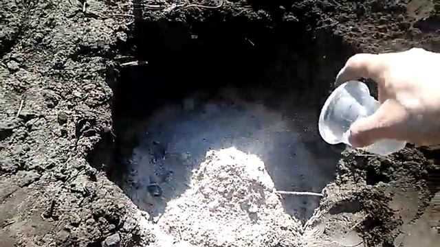 Посадка ежевики, часть 1 подготовка лунок. смотреть онлайн