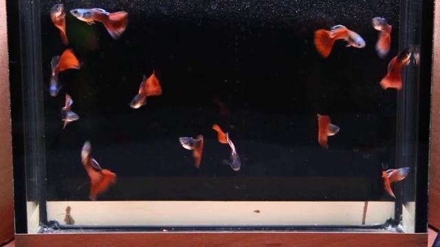московские красно-синие гуппи moscow red-blue guppy смотреть онлайн