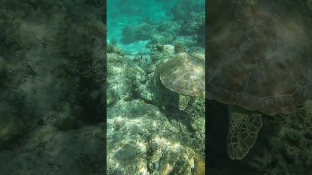 Подводная Одиссея Соняшки Кусто, Черепахи на острове Гили #turtle #gili  Indonesia #постранам