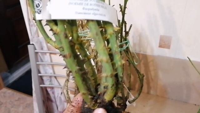 Обзор посылки с розами из питомника 