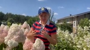 И снова - ГОРТЕНЗИЯ ВАНИЛЬ ФРАЙЗ! Сорт, которого всегда мало!