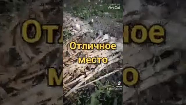 Что посадить на место выкопанного чеснока?