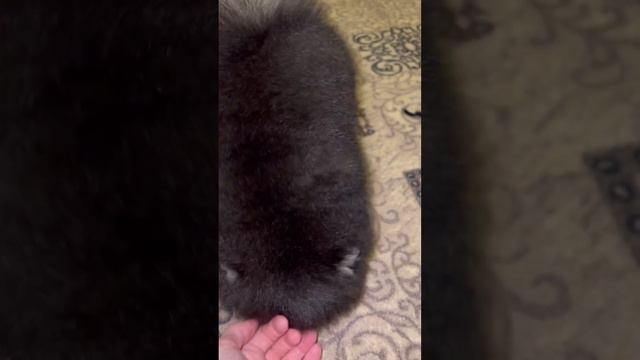 Померанский шииц