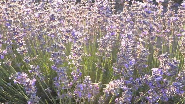 ЛАВАНДА смотреть онлайн