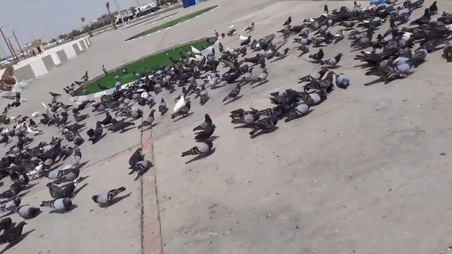 Adegan supir dan majikan arab смотреть онлайн