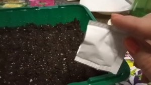 Как посадить петунию россыпными семенами.Черная ножка.Обзор рассады.