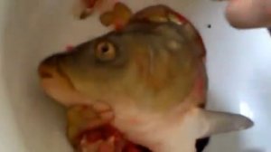 Жжудддккая отрезанная голова рыбы зловеще дышит