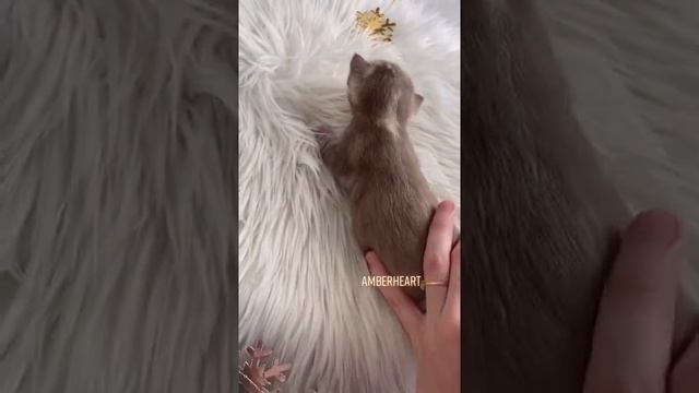 Мраморный снежный минк бенгал смотреть онлайн