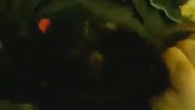 Черному зайцу отрезали голову))) смотреть онлайн