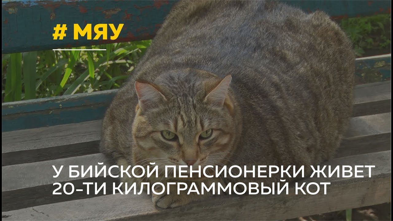 Кот на скамейке мем