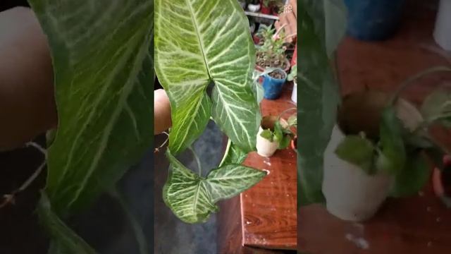 syngonium water propagation  : Arrow Headed Plant #shorts 42 #syngonium #Gardening #propagation