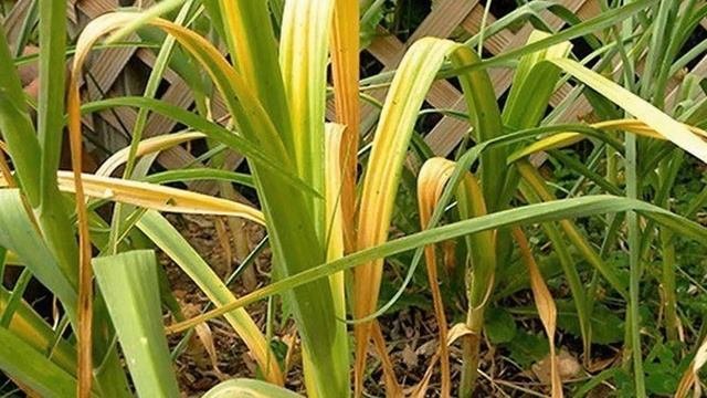 ЧЕМ ПОДКОРМИТЬ ЧЕСНОК ВЕСНОЙ ДЛЯ ОБИЛЬНОГО УРОЖАЯ