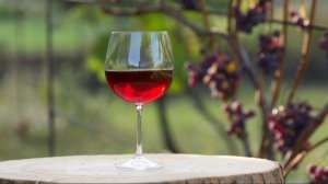 Свое — самое-самое: на Российском винодельческом форуме обсуждают лучшие новинки