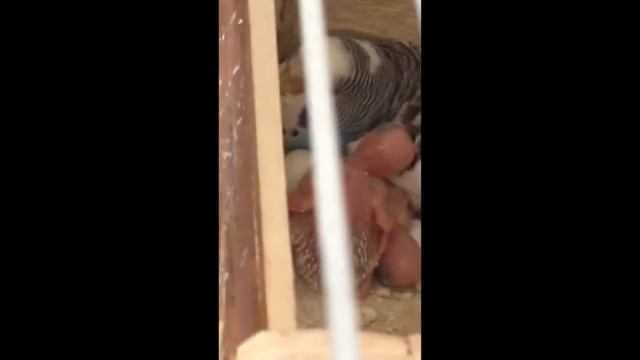 Попугайчики. Детёныши. Птенцы.